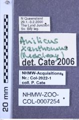 Etiketten zu Anilicus xanthomus (Macleay, 1826) (NHMW-ZOO-COL-0007254)